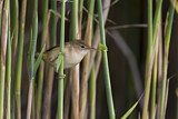 Image. Eurasian Reed Warbler