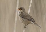 Image. Eurasian Reed Warbler