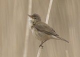Image. Eurasian Reed Warbler