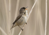 Image. Eurasian Reed Warbler