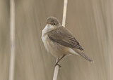 Image. Eurasian Reed Warbler