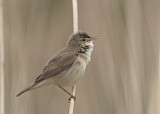 Image. Eurasian Reed Warbler