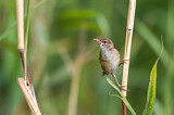 Image. Eurasian Reed Warbler