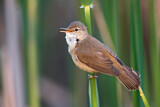 Image. Eurasian Reed Warbler