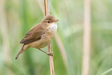 Image. Eurasian Reed Warbler