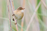 Image. Eurasian Reed Warbler