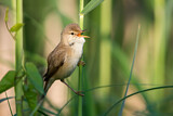 Image. Eurasian Reed Warbler