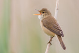 Image. Eurasian Reed Warbler