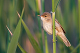 Image. Eurasian Reed Warbler