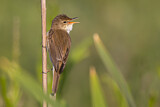 Image. Eurasian Reed Warbler