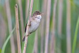 Image. Eurasian Reed Warbler