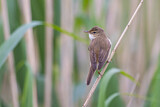 Image. Eurasian Reed Warbler