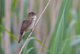 Image. Eurasian Reed Warbler