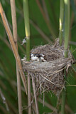 Image. Eurasian Reed Warbler
