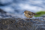 Image. Eurasian Rock Pipit