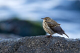 Image. Eurasian Rock Pipit