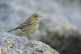 Image. Eurasian Rock Pipit