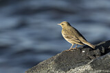 Image. Eurasian Rock Pipit
