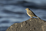 Image. Eurasian Rock Pipit