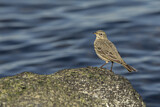 Image. Eurasian Rock Pipit
