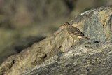 Image. Eurasian Rock Pipit
