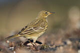 Image. Eurasian Rock Pipit