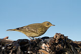 Image. Eurasian Rock Pipit