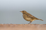 Image. Eurasian Rock Pipit