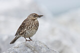Image. Eurasian Rock Pipit