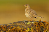 Image. Eurasian Rock Pipit