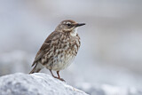 Image. Eurasian Rock Pipit