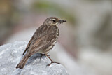 Image. Eurasian Rock Pipit