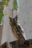 Image. Eurasian Scops Owl