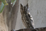 Image. Eurasian Scops Owl