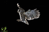 Image. Eurasian Scops Owl