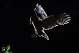 Image. Eurasian Scops Owl