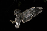 Image. Eurasian Scops Owl