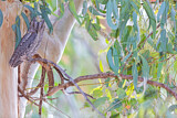 Image. Eurasian Scops Owl