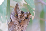 Image. Eurasian Scops Owl