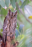 Image. Eurasian Scops Owl