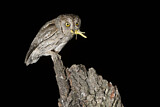 Image. Eurasian Scops Owl