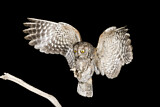 Image. Eurasian Scops Owl