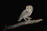 Image. Eurasian Scops Owl