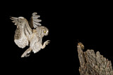 Image. Eurasian Scops Owl