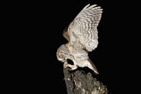 Image. Eurasian Scops Owl