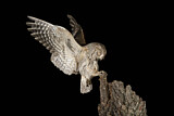 Image. Eurasian Scops Owl