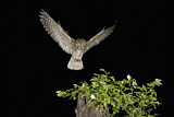 Image. Eurasian Scops Owl