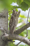 Image. Eurasian Scops Owl