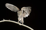 Image. Eurasian Scops Owl
