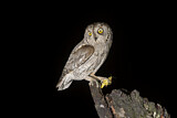 Image. Eurasian Scops Owl